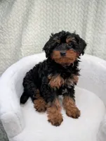 Churro , a male Aussiedoodle and Poodle - Miniature  for sale in Bristol, IN – 3 of 5
