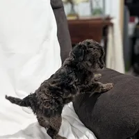 Izzy, a female Poodle - Miniature  and Miniature Goldendoodle for sale in Bristol, IN – Photo 2 of 7