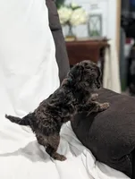 Izzy, a female Poodle - Miniature  and Miniature Goldendoodle for sale in Bristol, IN – Photo 2 of 7