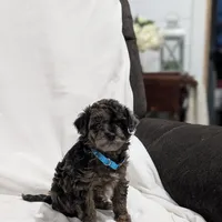 Izzy, a female Poodle - Miniature  and Miniature Goldendoodle for sale in Bristol, IN – Photo 3 of 7
