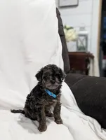 Izzy, a female Poodle - Miniature  and Miniature Goldendoodle for sale in Bristol, IN – Photo 3 of 7