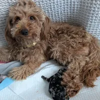 Izzy, a female Poodle - Miniature  and Miniature Goldendoodle for sale in Bristol, IN – Photo 7 of 7