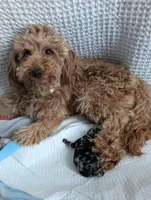 Izzy, a female Poodle - Miniature  and Miniature Goldendoodle for sale in Bristol, IN – Photo 7 of 7