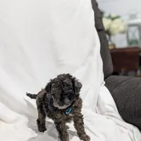 Izzy, a female Poodle - Miniature  and Miniature Goldendoodle for sale in Bristol, IN – Photo 5 of 7