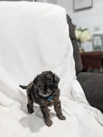 Izzy, a female Poodle - Miniature  and Miniature Goldendoodle for sale in Bristol, IN – Photo 5 of 7