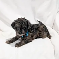 Izzy, a female Poodle - Miniature  and Miniature Goldendoodle for sale in Bristol, IN – Photo 1 of 7