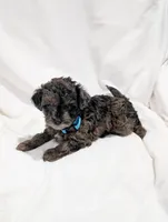 Izzy, a female Poodle - Miniature  and Miniature Goldendoodle for sale in Bristol, IN – Photo 1 of 7