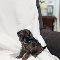 Izzy, a female Poodle - Miniature  and Miniature Goldendoodle for sale in Bristol, IN – Photo 4 of 7