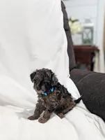 Izzy, a female Poodle - Miniature  and Miniature Goldendoodle for sale in Bristol, IN – Photo 4 of 7