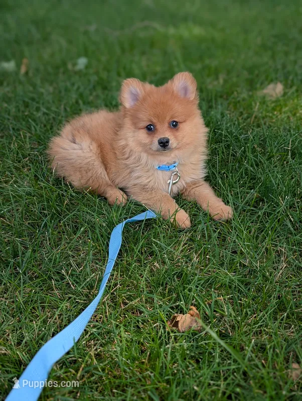 Winnie  – Pomeranian puppy for sale in Bristol, IN
