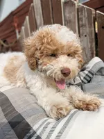Ricky, a male Poodle - Miniature  for sale in Bristol, IN – 3 of 7