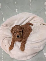 Paisley , a female Poodle - Toy  for sale in Bristol, IN – 1 of 6