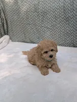 Bear, a male Poodle - Toy  for sale in Bristol, IN – 5 of 5