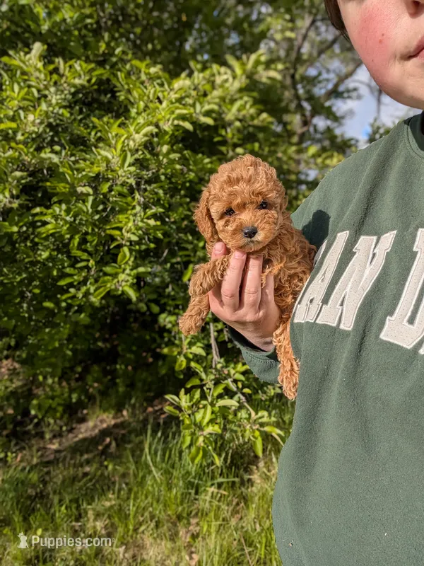 Victoria  – Poodle - Toy  puppy for sale in Bristol, IN