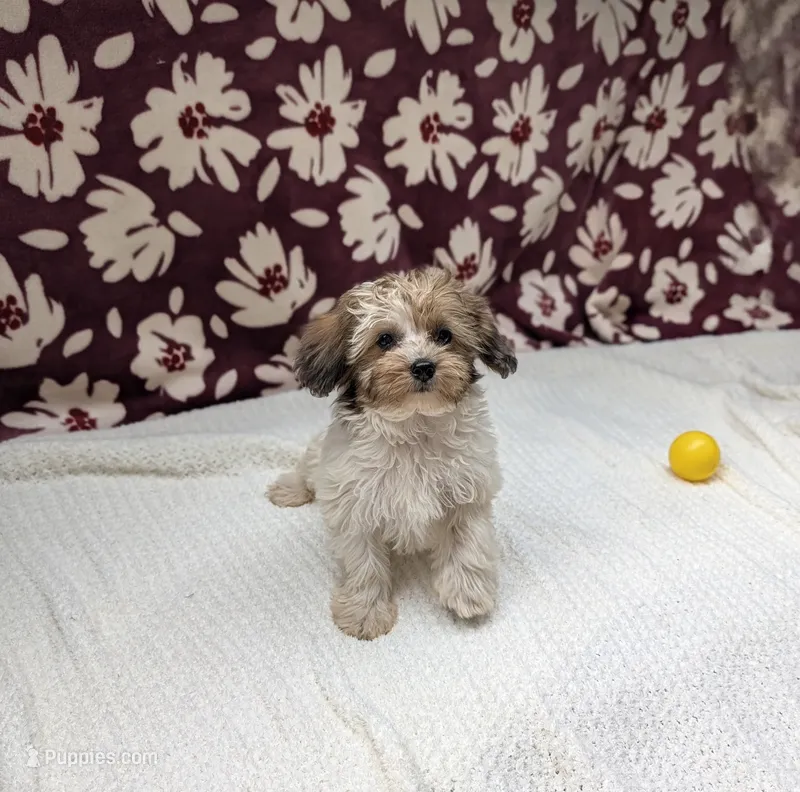 Fern – Havapoo puppy for sale in Bristol, IN