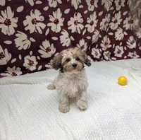 Fern, a female Havapoo for sale in Bristol, IN – 1 of 8