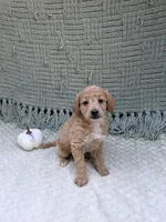 Hailey , a female Miniature Goldendoodle for sale in Bristol, IN – 4 of 8