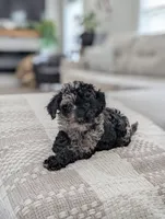 Marley, a male Poodle - Miniature  for sale in Bristol, IN – 2 of 10