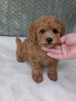 Benji , a male Poodle - Toy  for sale in Bristol, IN – 4 of 5