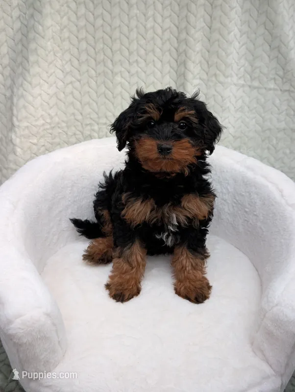 Churro  – Aussiedoodle, Poodle - Miniature  puppy for sale in Bristol, IN