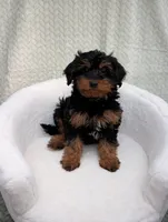 Churro , a male Aussiedoodle and Poodle - Miniature  for sale in Bristol, IN – 1 of 5