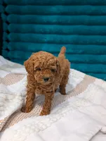 Vinny, a male Poodle - Toy  for sale in Bristol, IN – 4 of 6