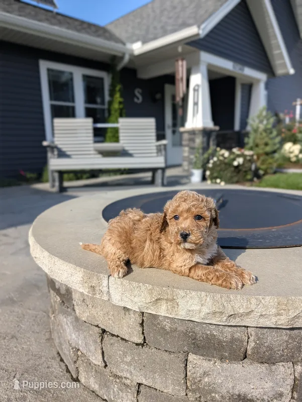 Holly – Miniature Goldendoodle puppy for sale in Bristol, IN