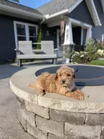 Holly, a female Miniature Goldendoodle for sale in Bristol, IN – 1 of 7