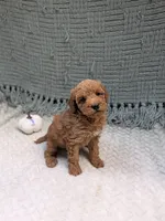 Hank, a female Miniature Goldendoodle for sale in Bristol, IN – 4 of 6