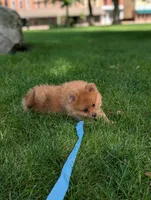 Winnie , a male Pomeranian for sale in Bristol, IN – 5 of 5