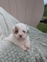 Julie , a female Shihpoo for sale in Bristol, IN – 5 of 6