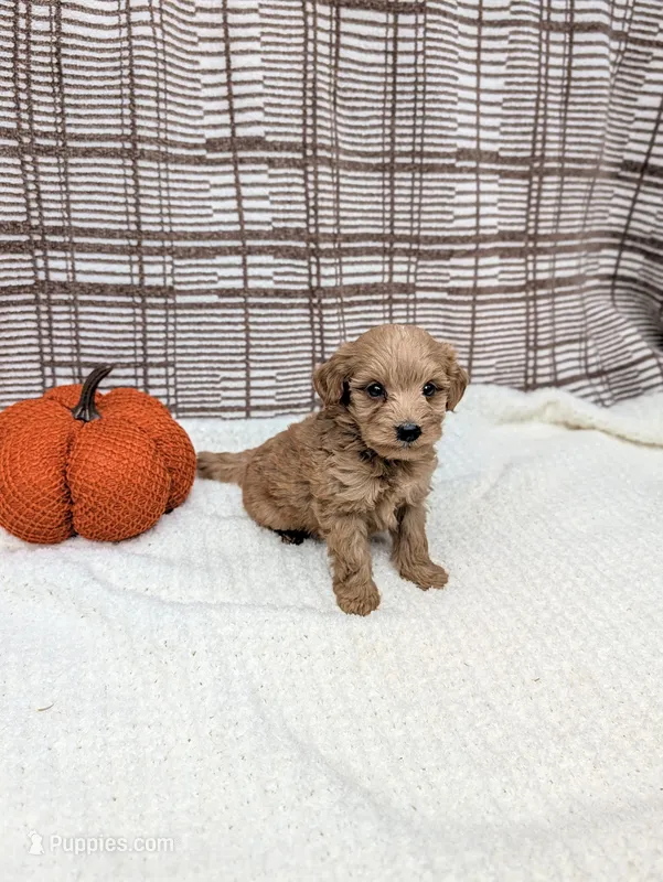 Ronnie – Miniature Goldendoodle puppy for sale in Bristol, IN