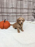 Ronnie, a male Miniature Goldendoodle for sale in Bristol, IN – 1 of 4