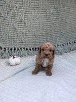 Ben, a female Cavapoo for sale in Bristol, IN – 5 of 5
