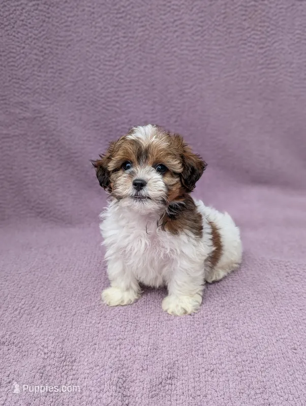 Amelia  – Shihpoo puppy for sale in Bristol, IN