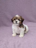 Amelia , a female Shihpoo for sale in Bristol, IN – 1 of 8
