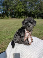 Mcallister , a male Poodle - Miniature  for sale in Bristol, IN – 3 of 10