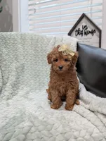June, a female Poodle - Toy  for sale in Bristol, IN – 3 of 6