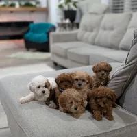 Jaxon, a male Shihpoo and Poodle - Toy  for sale in Bristol, IN – Photo 7 of 7