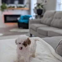 Jaxon, a male Shihpoo and Poodle - Toy  for sale in Bristol, IN – Photo 3 of 7