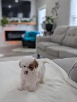 Jaxon, a male Shihpoo and Poodle - Toy  for sale in Bristol, IN – Photo 3 of 7