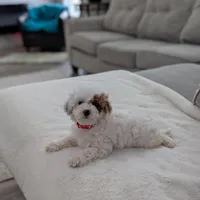 Jaxon, a male Shihpoo and Poodle - Toy  for sale in Bristol, IN – Photo 2 of 7