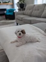 Jaxon, a male Shihpoo and Poodle - Toy  for sale in Bristol, IN – Photo 2 of 7