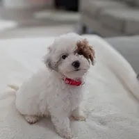 Jaxon, a male Shihpoo and Poodle - Toy  for sale in Bristol, IN – Photo 1 of 7