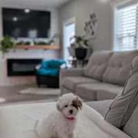 Jaxon, a male Shihpoo and Poodle - Toy  for sale in Bristol, IN – Photo 4 of 7