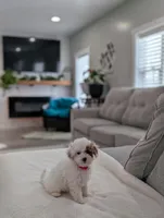 Jaxon, a male Shihpoo and Poodle - Toy  for sale in Bristol, IN – Photo 4 of 7