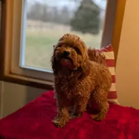 Jaxon, a male Shihpoo and Poodle - Toy  for sale in Bristol, IN – Photo 5 of 7
