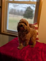Jaxon, a male Shihpoo and Poodle - Toy  for sale in Bristol, IN – Photo 5 of 7