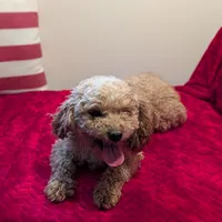 Jaxon, a male Shihpoo and Poodle - Toy  for sale in Bristol, IN – Photo 6 of 7