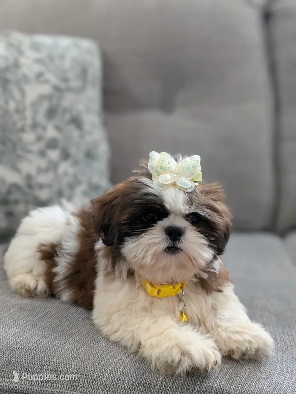 Flower  – Shih Tzu puppy for sale in Bristol, IN